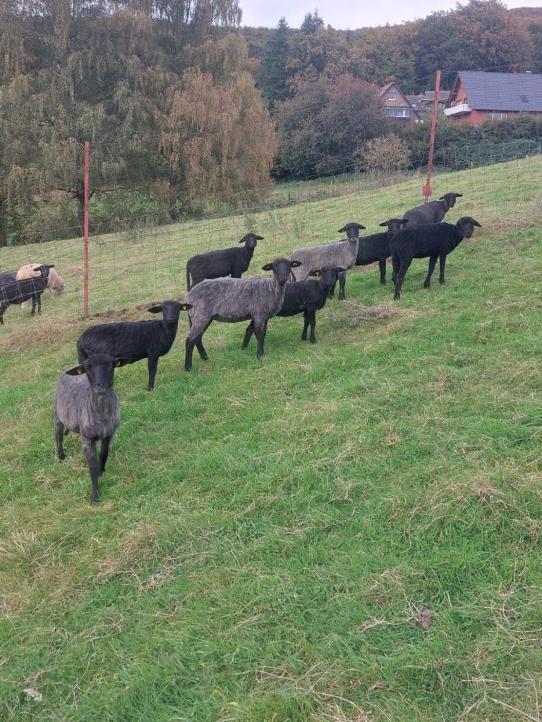 Mutterlämmer Gruppe nach der Herbstschur 2024